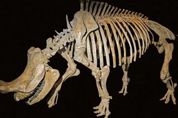 Hidup Setelah Era Dinosaurus, Bagaimana Mamalia Ini Tumbuh Sangat Besar?