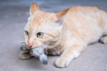 Menjawab Secara Ilmiah: Mengapa Kucing Suka Memberi Hadiah Hewan Buruan?