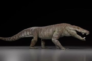 Lebih Kecil dari Buaya Modern, Kerabat Buaya Purba Ini Mungkin Memburu Dinosaurus