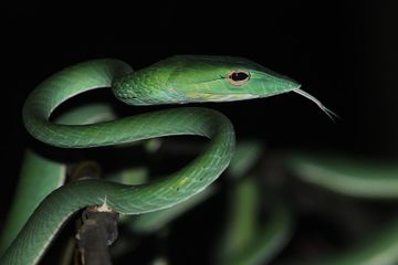 Ajoyib figurali jozibali Latina shahvatli ekstazda sikishadi