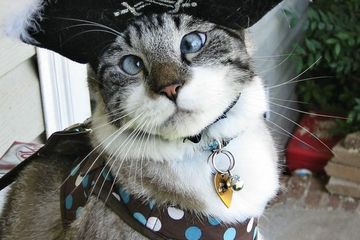 Spangles Kucing Bermata Juling Yang Hobi Banget Selfie