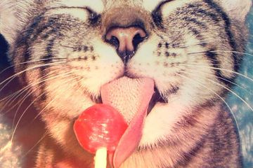 LOLLIPOP
