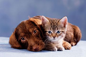 Kucing dan Anjing Bisa Lihat Hantu