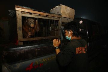 Nasib Orangutan