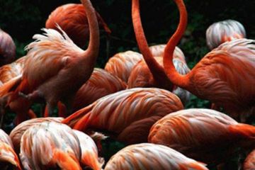 Flamingo berdandan di musim kawin