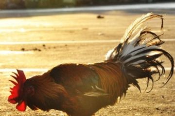 Ayam hasil modifikasi genetika tidak tularkan flu burung