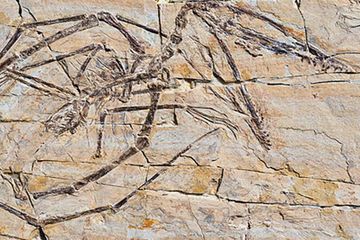 Pterosaurus bertelur seperti reptil
