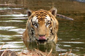 3 Anak Harimau Lahir di Kebun Binatang Jambi 