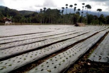 Robot Pertanian Segera Beraksi