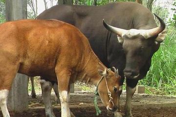 Sperma Banteng Jawa Untuk Sapi Bali