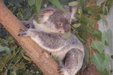 Penurunan Populasi Koala Mencapai 80 Persen