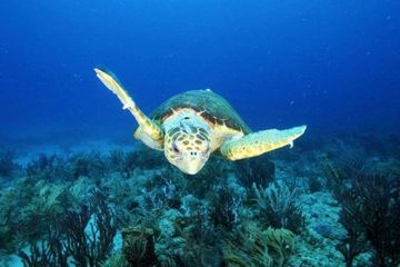 Angkatan Laut Berhasil Selamatkan Penyu Dilindungi