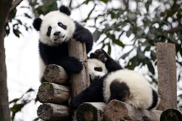 Pembuahan Buatan untuk Yuan Yuan si Panda