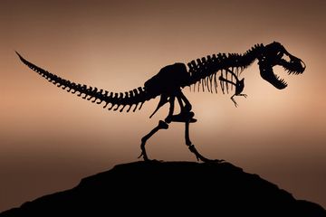 Penemuan Telur dan Tulang Dinosaurus Secara Bersamaan