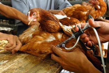 Konsep One Health: Cegah Penyakit Infeksi di Indonesia