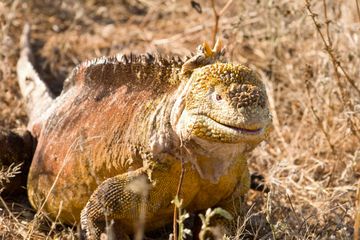 Turis Terancam Penjara Setelah Curi Iguana Langka