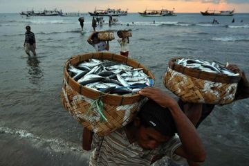 Pentingnya Praktik Perikanan Berkelanjutan untuk Kembalikan Sumberdaya Laut