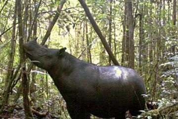 Kamera Tersembunyi Ungkap Keberadaan Badak Sumatra di TNGL