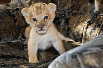 Liger, Zebroid, dan Beruang Grizzly-Kutub Adalah Tiga Dari Sekian Banyak Hewan Hibrida