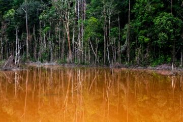Melawan Kebakaran di Hutan Harapan 