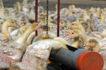 H7N9, Virus Baru Flu Burung di Cina