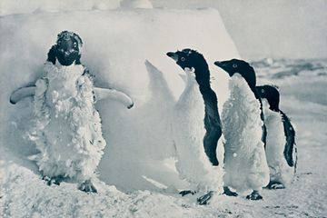Studi : 150.000 Antartika Penguin Mati Setelah Gunung Es Runtuh