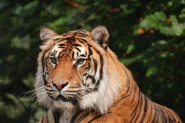 Merunut Jejak Harimau Hingga ke 31 Negara