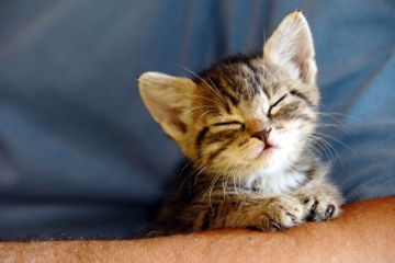 Mengapa Kita Gemas Ketika Melihat Anak Kucing?