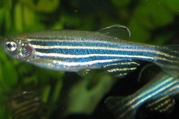 Bukan Hanya Manusia, Ikan Juga Bisa Mengalami Depresi