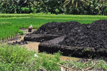 Rawa Lakbok, Lahan Gambut yang Tersisa di Jawa