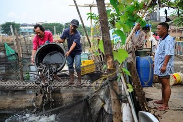 Kampung lele