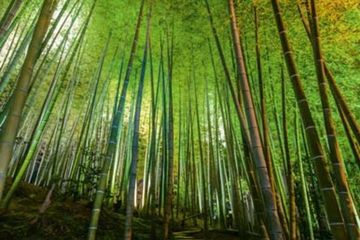 Ilmuwan Uji Bambu Sebagai Bahan Bangunan