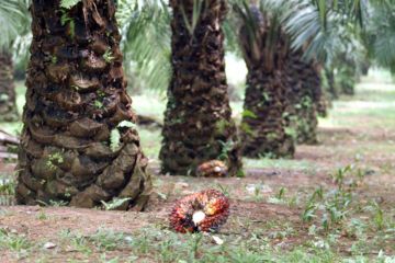 Perkebunan sawit