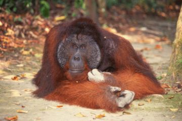 Siapa Sangka, Orangutan Ternyata Memiliki Pengetahuan Obat-Obatan