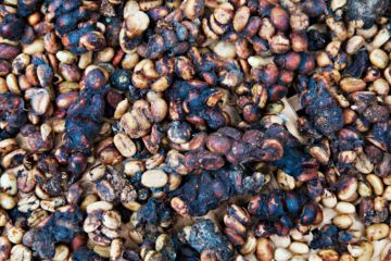 Para Produsen Kopi Langgar Hak Luwak?