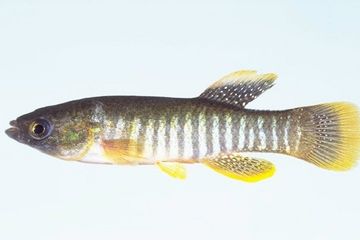 Terkena Minyak Mentah, Ikan Ini Alami Kelainan Jantung