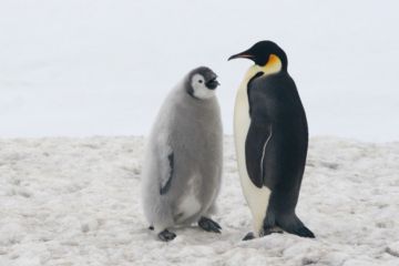 Pada 2100, populasi penguin Emperor di Antartika Timur akan turun dari 3.000 pasangan menjadi 500-600 pasangan saja.