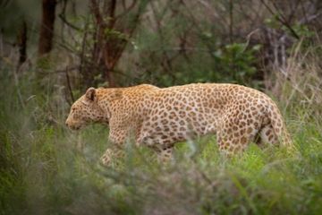 75% Rentang Habitat Macan Tutul Telah Hilang