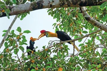 Sepasang julang sulawesi dewasa berbagi makanan berupa buah pohon ara di tepi Cagar Alam Tangkoko. 
