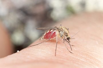 Virus Chikungunya Menyebar di Amerika