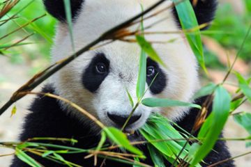 Populasi Panda Kian Meningkat