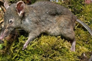 Ada Tikus Tanpa Gigi di Hutan Sulawesi