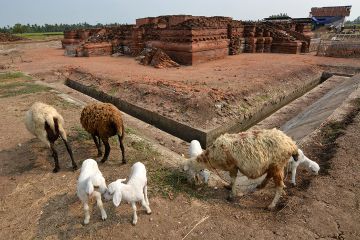 Kambing merumput di dekat Candi Blandongan di situs Batu Jaya. Di candi inilah ditemukan tiga kerang