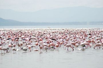 Flamingo yang kini terancam punah, karena habitatnya terancam oleh berbagai aktivitas manusia, terut