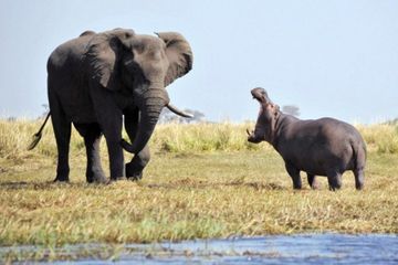 Ketika Gajah dan Kuda Nil Bersitegang 
