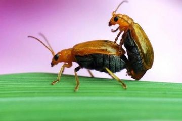 Ribuan Belalang Menyerbu TTU, Penduduk Siapkan Ritual Adat