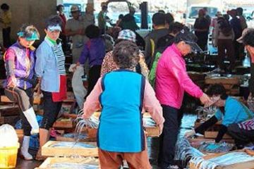 Menelusuri Kegigihan Perempuan Jeju