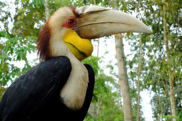 Jul, Si Julang Emas Hadir Sebagai Maskot 