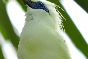 Kearifan Tradisi <em>Awig-Awig</em> Hidupkan Kembali Jalak Bali 