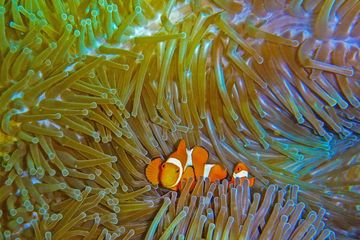Hormon Cinta, Rahasia Naluri Mengasuh yang Kuat Pada Ikan Badut Jantan